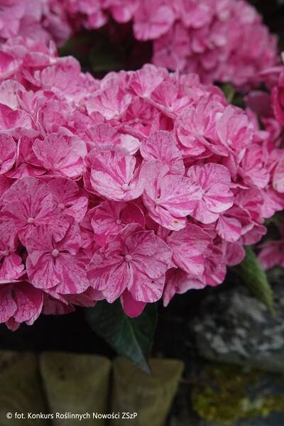 Hydrangea macrophylla Pinky Binder® Pinhydrbin12