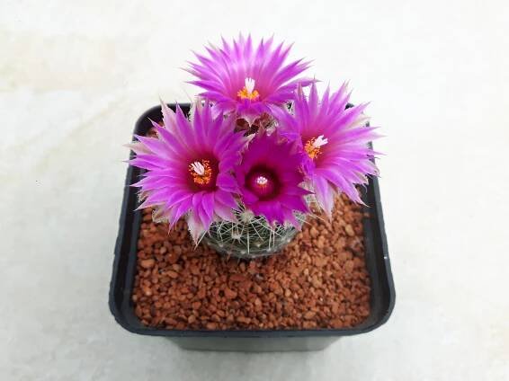 Coryphantha vivipara