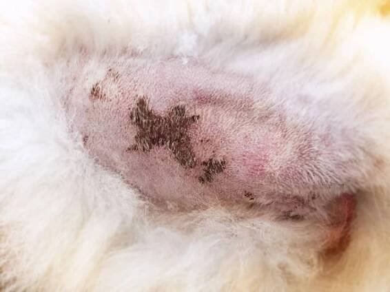 onemocnění na kůži psa,dermatitida u psa, kožní laminát a psí chlupy spadly kolem - scabies skin - stock snímky, obrázky a fotky