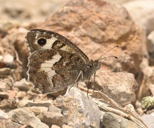 Pseudochazara amalthea, Crete - photo © K. Bormpoudaki