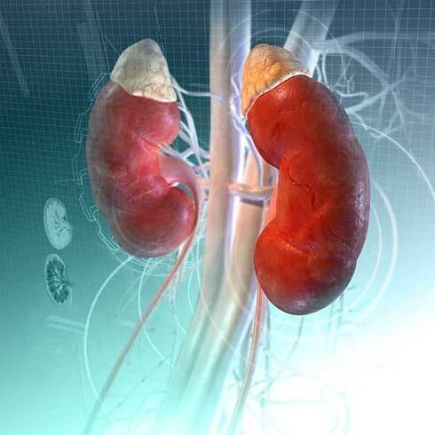 Kidney and Urinary Tract Disorders - MSD Manual Consumer Version