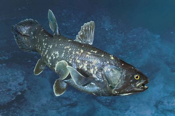 Extinct Fish Species That Existed Over 420 Million Years Ago Found Alive in the Indian Ocean