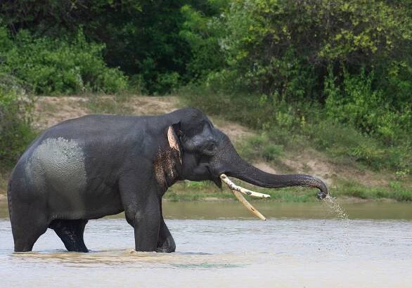 A tusker in a lake