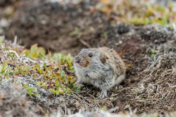 sibiřský hnědý lemming (lemmus sibiricus) je druh hlodavců v rodině cricetidae. feedin na trávě na ostrově wrangel, chukotka autonomous okrug, rusko - lumík - stock snímky, obrázky a fotky