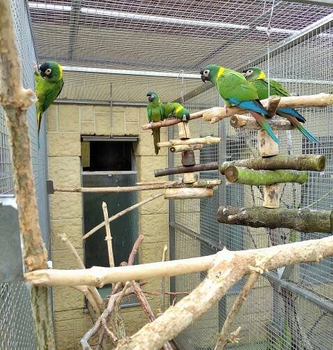 Volání o pomoc z Bošovic: unikátní zoologická zahrada nabízí papoušky k adopci