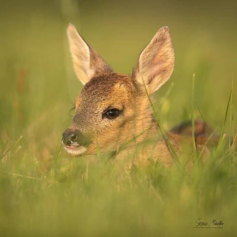 Sudokopytníci jelenovití | Štěpán Mikulka | Wildlife fotograf