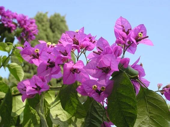 Bougainvillea - Wikipedia