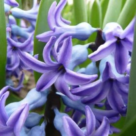 1. ⁤Výběr správného místa pro⁢ pěstování hyacintu v bytě