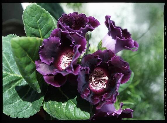 Gloxínie/Gloxinia hybrida