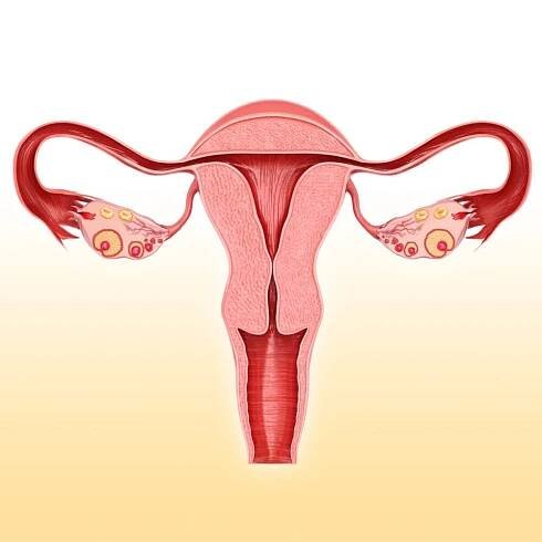 Is PCOS an autoimmune disease? | Illustration of female reproductive system