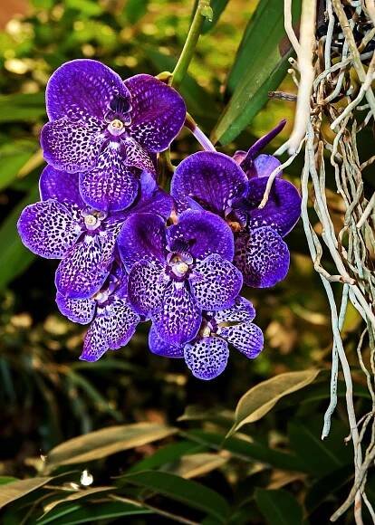 Orchidej, Vanda, Květinové Pozadí, Modrý