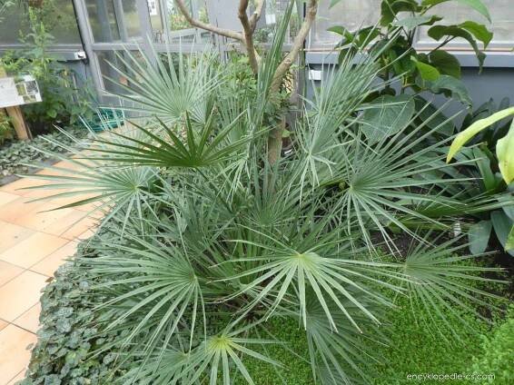 Žumara nízká (Chamaerops humilis)