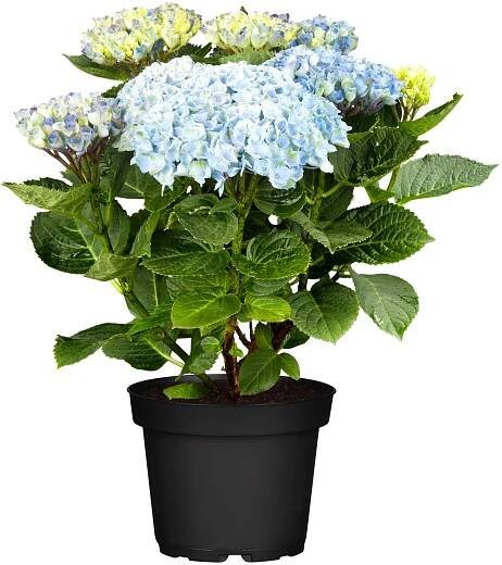 Hortenzie velkolistá "Magical" modrá výška cca 30 cm - 40 cm květináč cca 5 l
