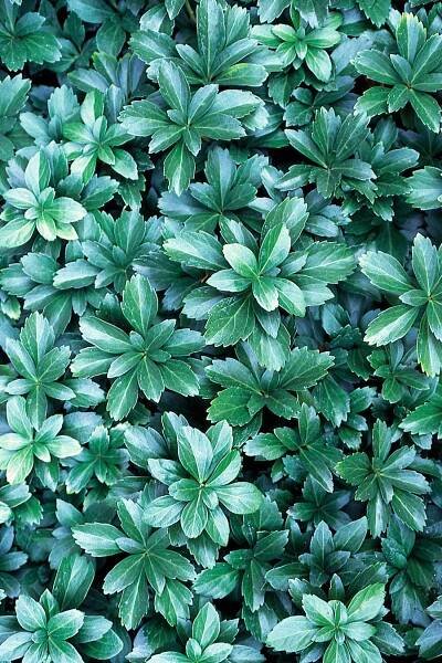 Pachysandra terminalis