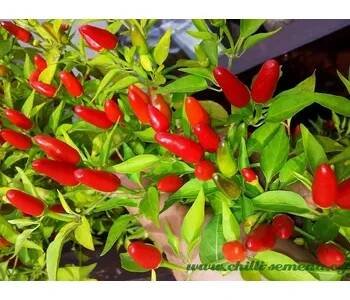 Semeno chilli-semena Chinese Ornamental