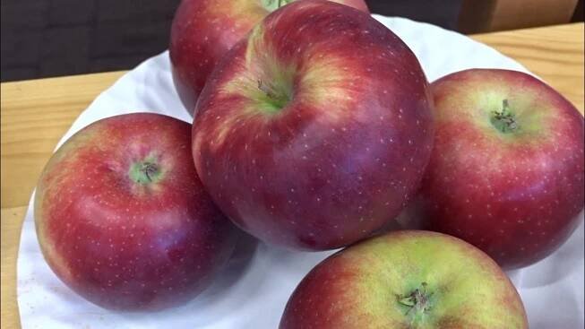 Malus domestica 'Admirál'