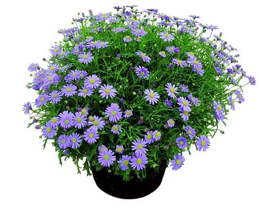 Brachyscome multifida Mauve Delight