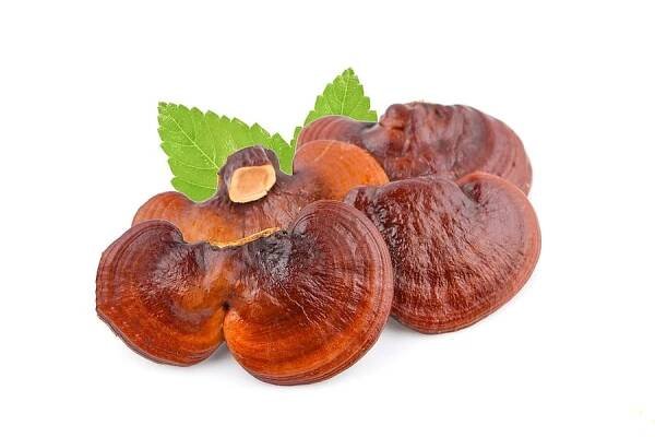 Reishi bude mít využití nejen jako léčivá houba - Reishi, Ganoderma, Lingzhi, Lesklokorka lesklá