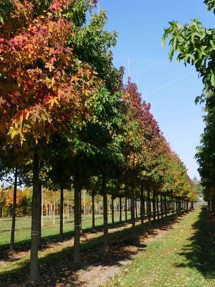 Liquidambar styraciflua 'Silver King'