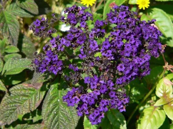 Heliotropium arborescens - otočník stromovitý