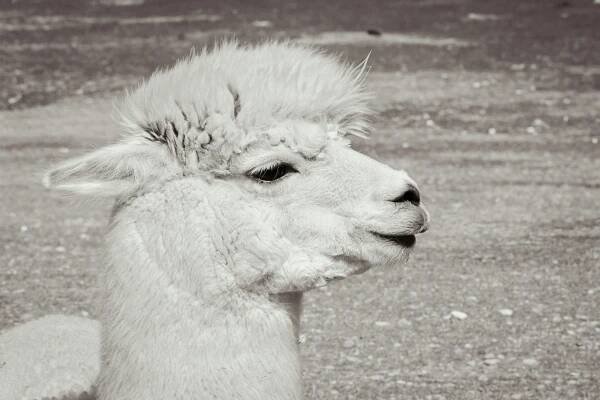 Alpaka Příroda Zvíře - Fotografie zdarma na Pixabay