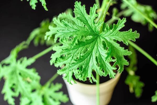 Close-up of Pelargonium 'Citrosum' leaf on citronella plant against a black background