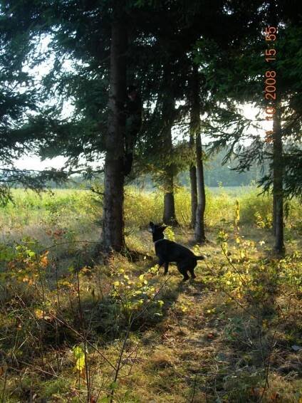 Forest - RESCUERS SLOVAKIA