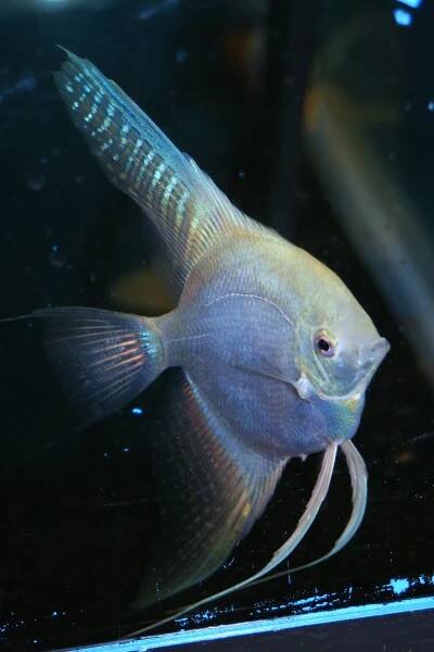 Shop | Live Rare Angelfish For Sale - Angelmania