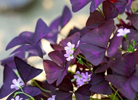 purple oxalis with light purple flowers blooming