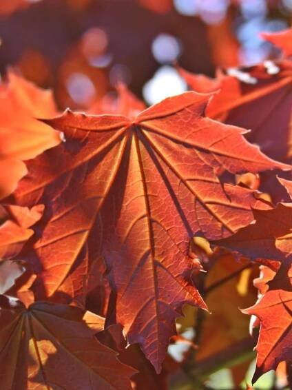 Acer platanoides 'Crimson Centry' - Javor | Starkl - zahradní­k spol. s r.o. STROMY