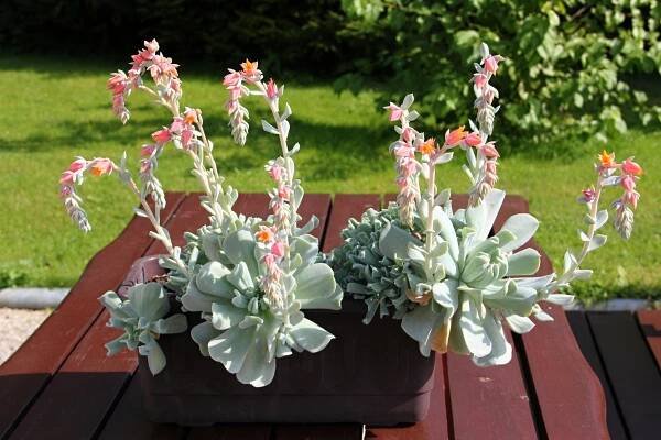 Echeveria
