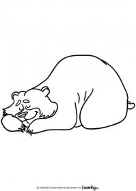 Spící medvěd