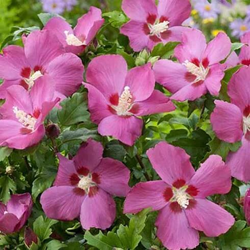 Ibišek Russian Violet (4726): koupit poštou v Česku