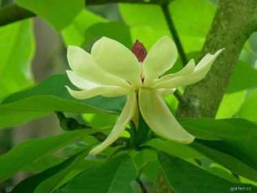 Forum / Obrázek : Šácholan obvejčitý (Magnolia obovata)