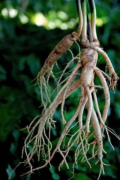 Korean Red Ginseng Transformed This Woman's Health
