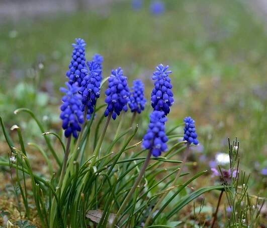 bezplatná Detailní záběr na živé hroznové hyacinty (Muscari) kvetoucí na travnatém poli během jara. Základová fotografie