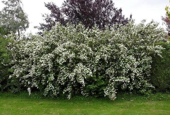 Deutzia