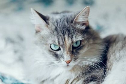 Siberian Cat Images