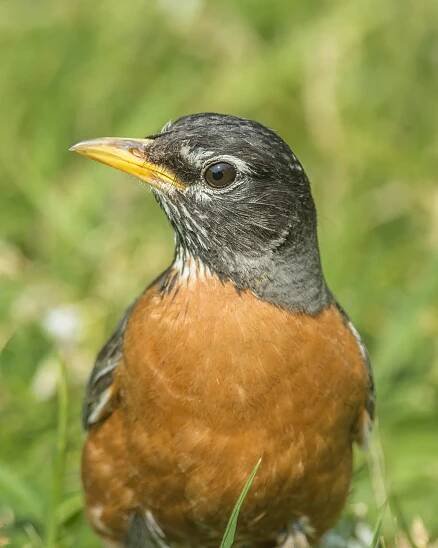 02-03 American Robin EDIT.jpg