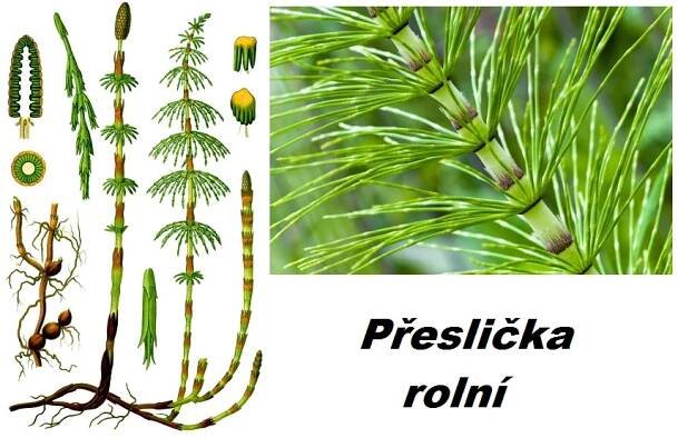 Přeslička rolní - účinky na zdraví, co léčí, použití, užívání, využití - Bylinky pro všechny