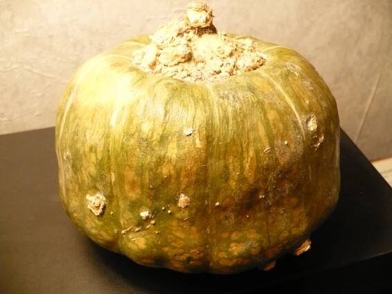 Cucurbita maxima - Wikipedia