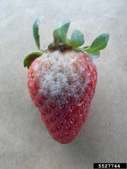 Gray Mold of Strawberry 