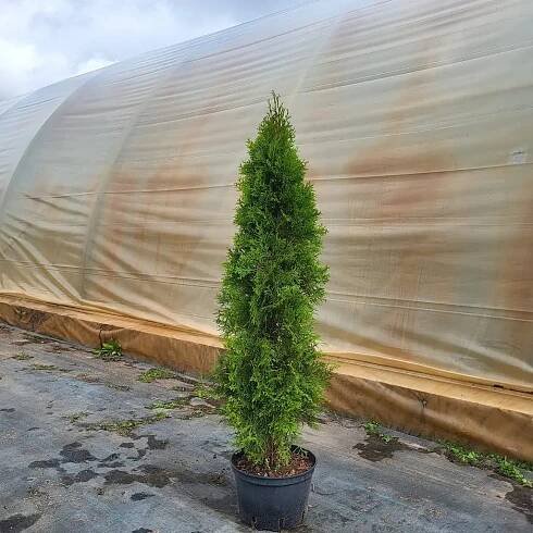 Thuja occ.Smaragd 110-120 cm - Zahradnictví Munzar