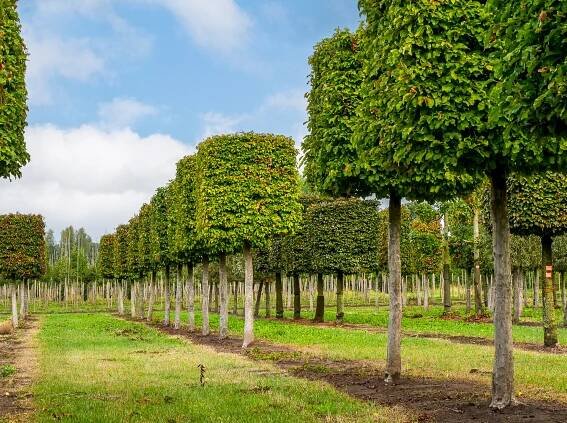Parrotia persica | parocie perská - Van den Berk školky
