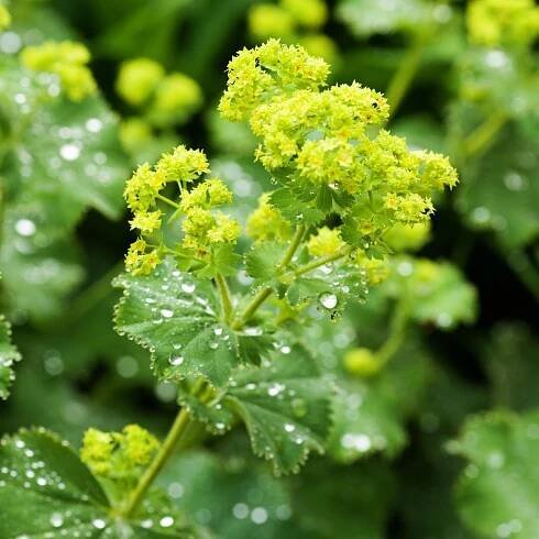 Kontryhel erythropoda Ostrokvětý VOŇAVÁ TRVALKA KRYCÍ alchemilla