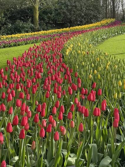 Keukenhof photos: park in bloom - Holland Explorer