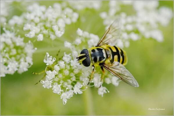 fauna šluknovska - hmyz - dvoukřídlí - Fotografie zvířat a přírody - Monika Suržinová