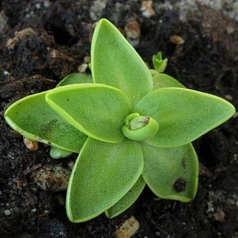 Tučnice obecná - Pinguicula vulgaris - semena tučnice - 10 ks