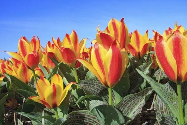 Holandsko - tulipány a Amsterdam | Poznávací zájezdy | Zájezdy | Cestovní kancelář CK2
