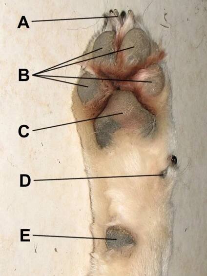 Soubor:Paw and pads.jpg – Wikipedie